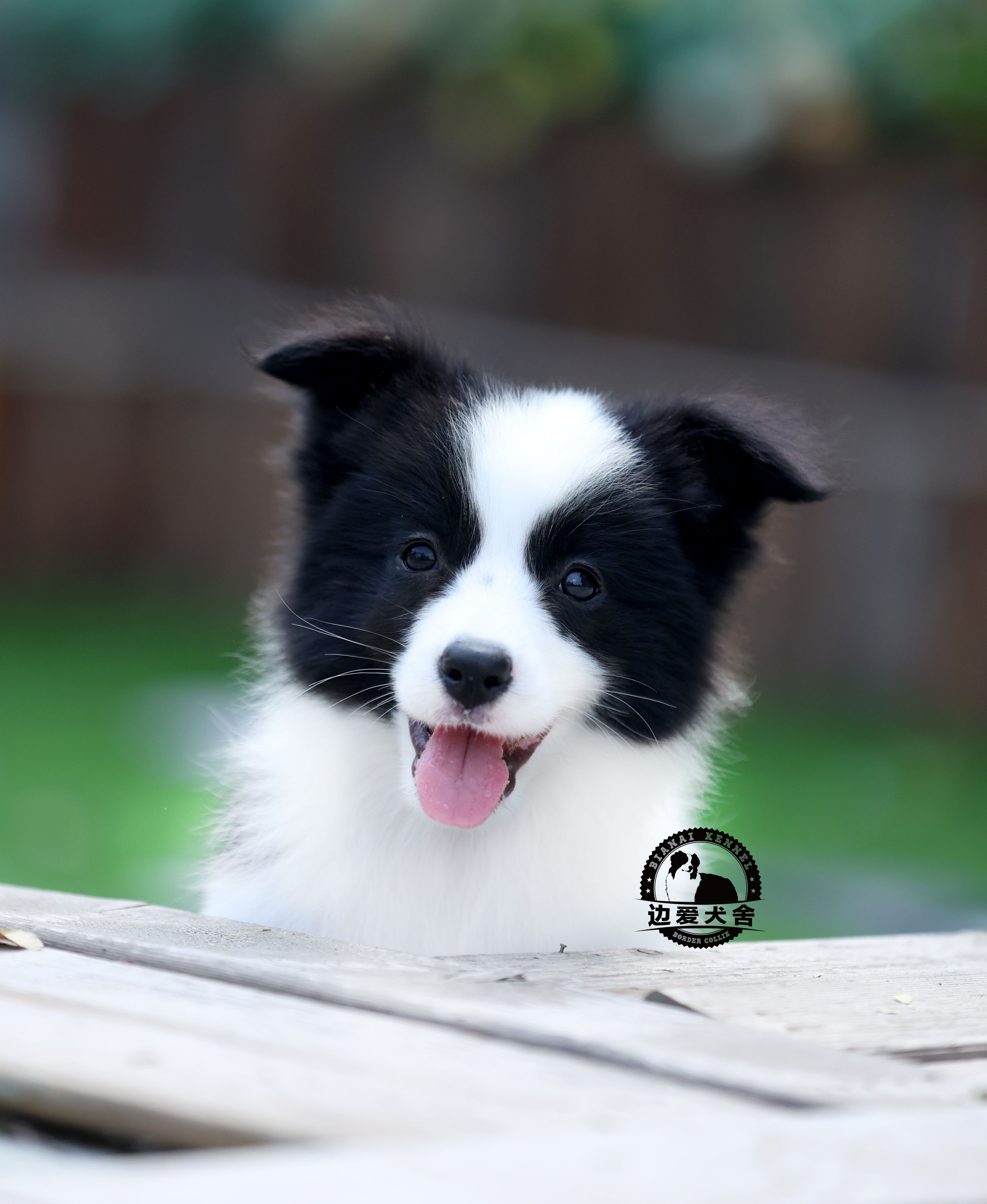 待售二號小母狗（已預定）