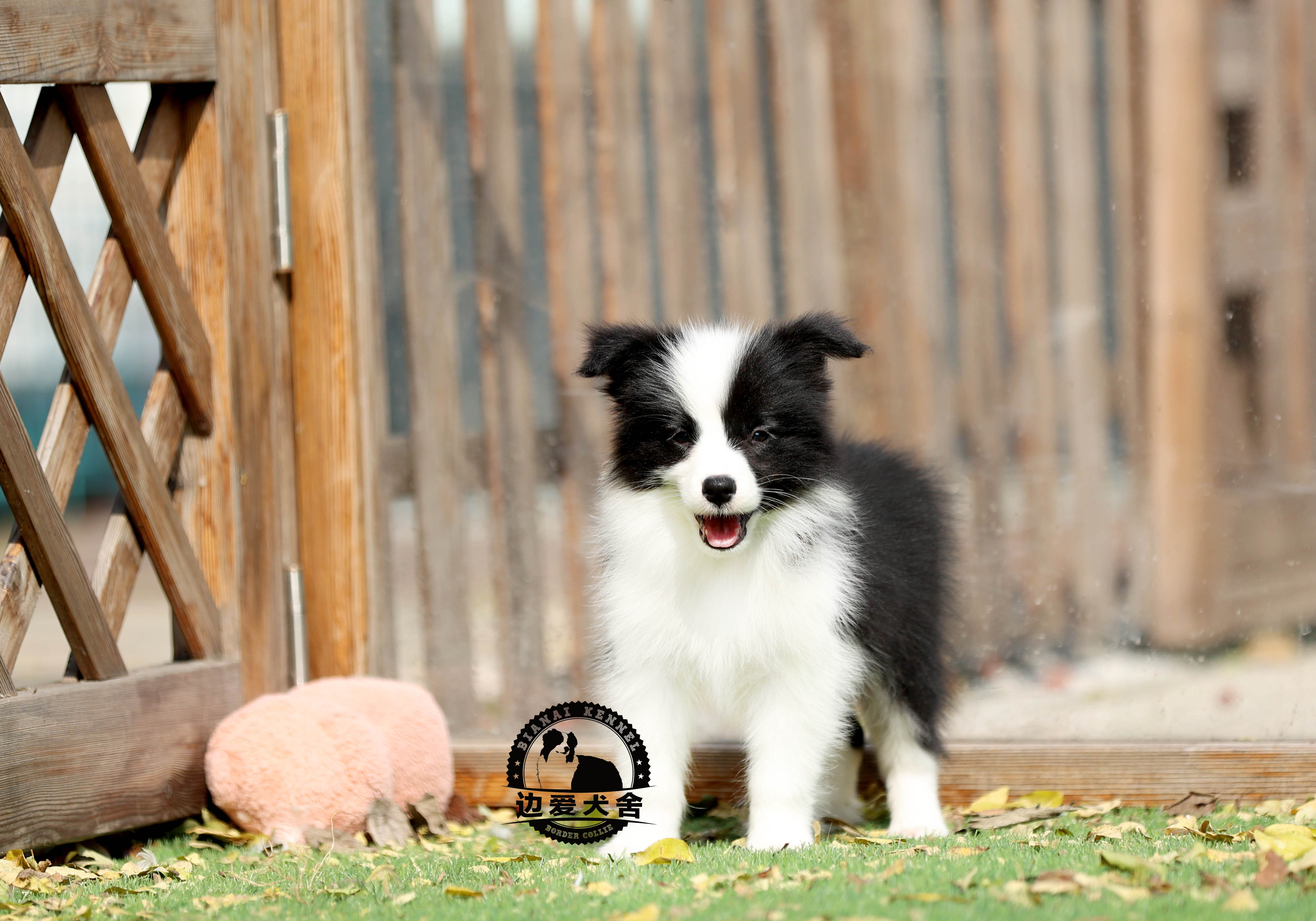 待售三號小母狗