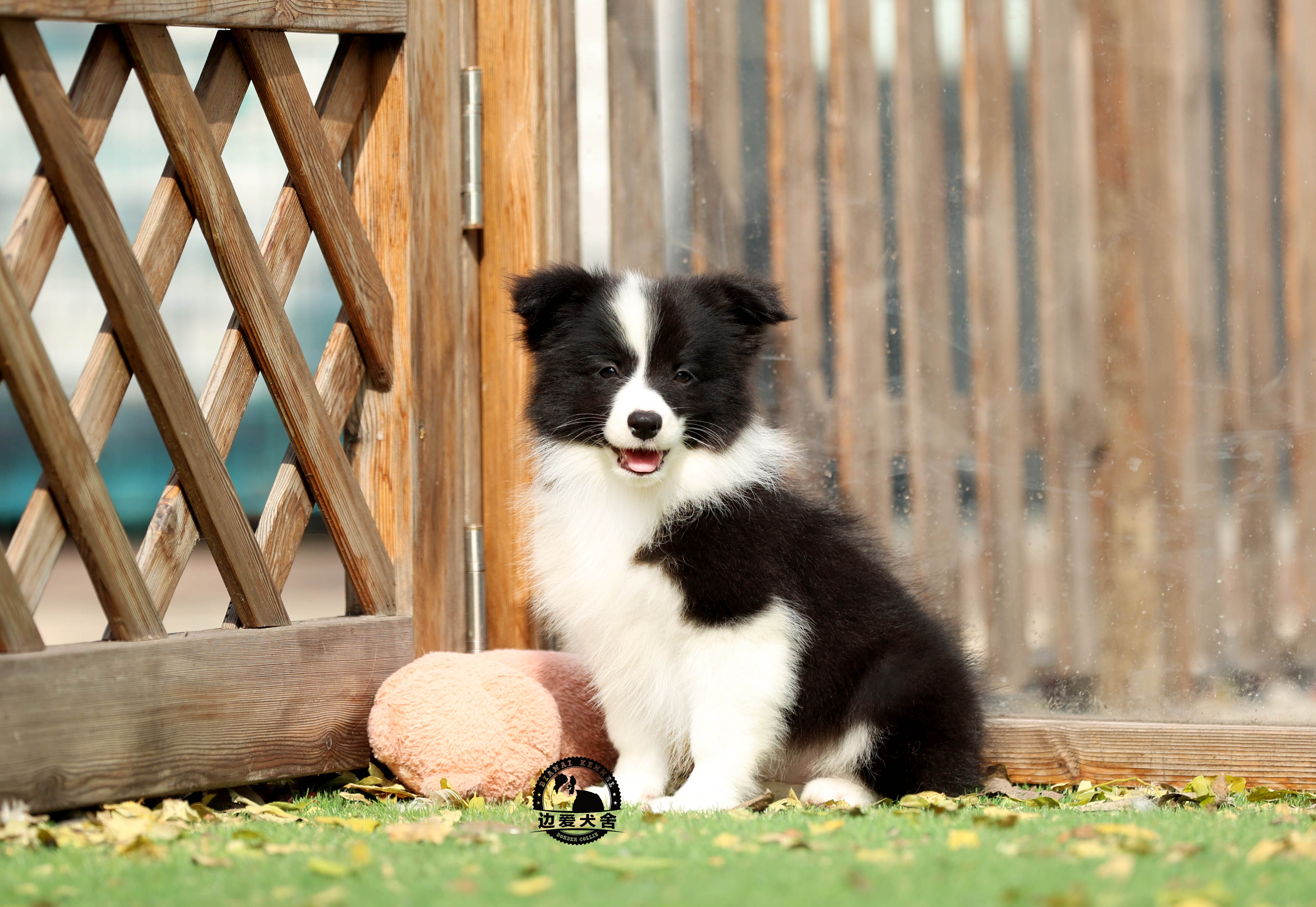 待售四號小母狗