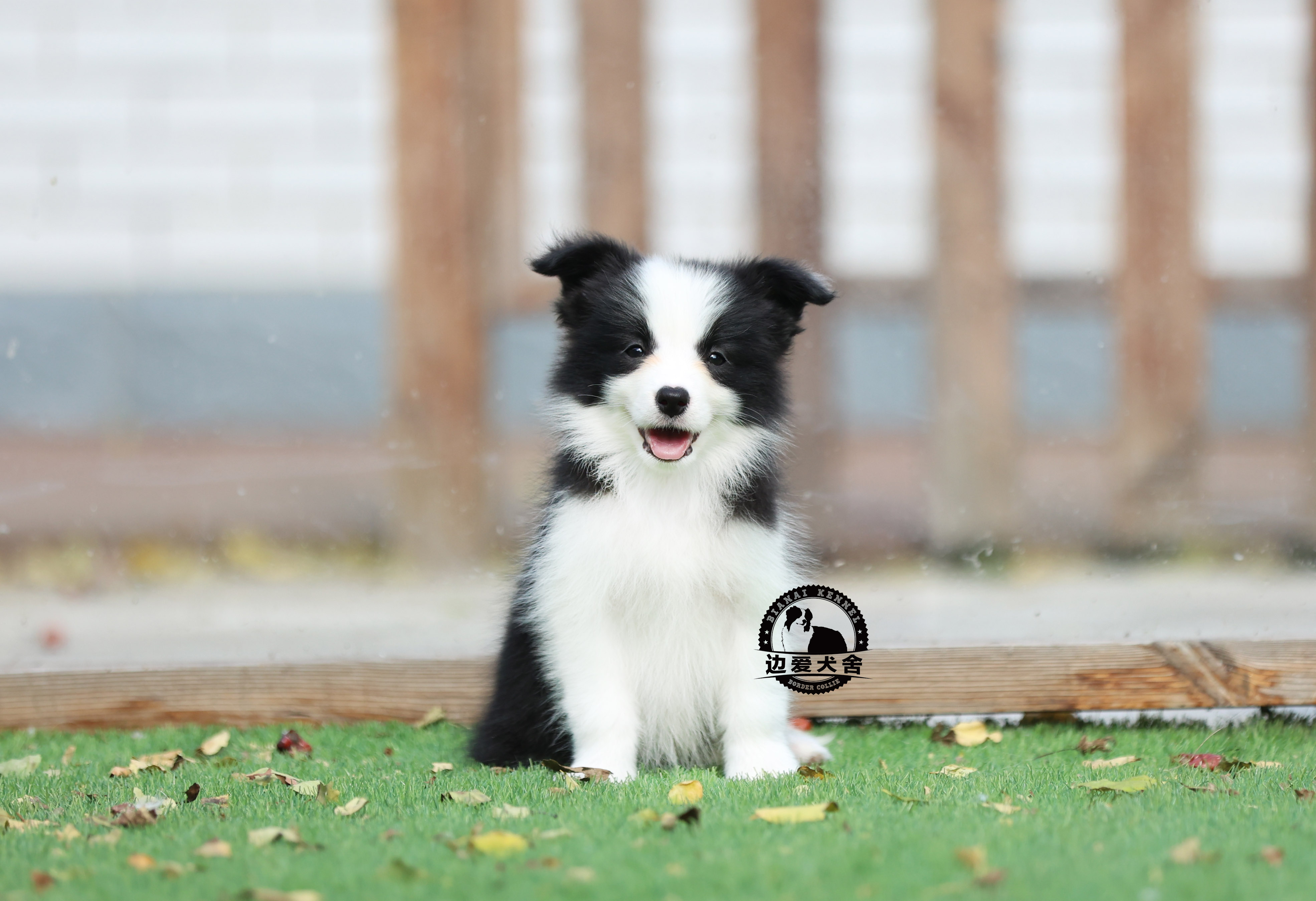 待售五號小母狗