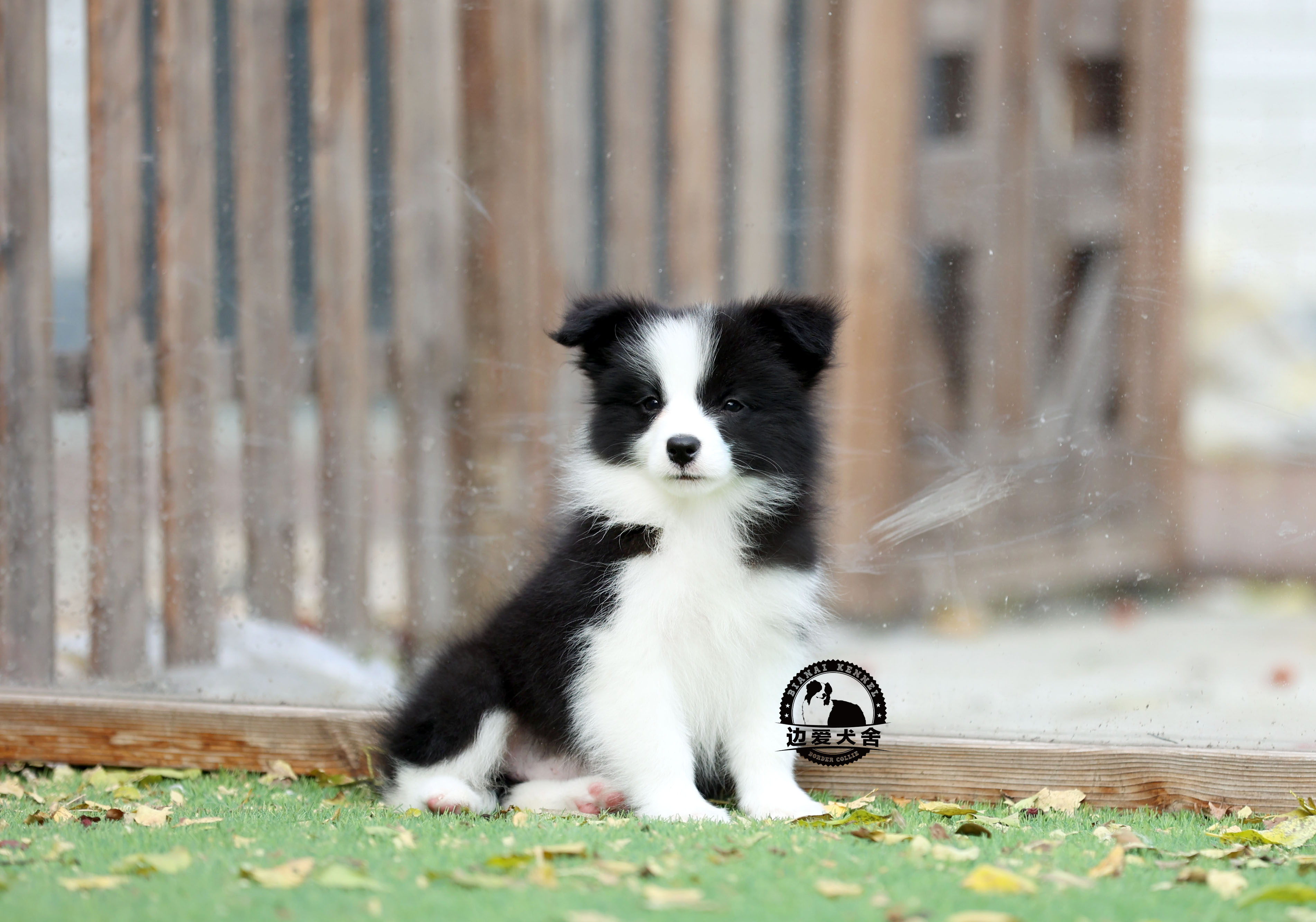 待售七號小母狗