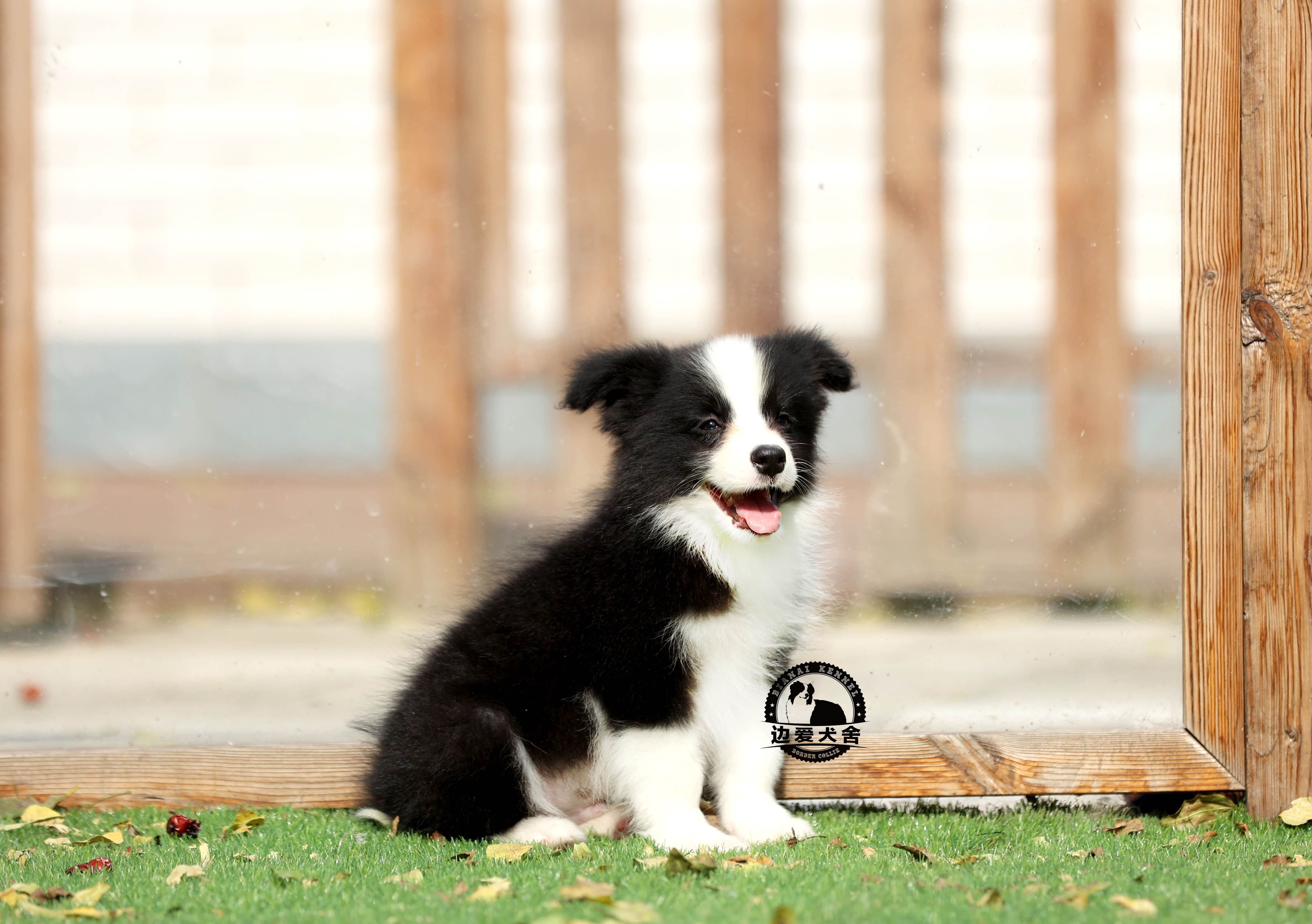 待售一號小公狗