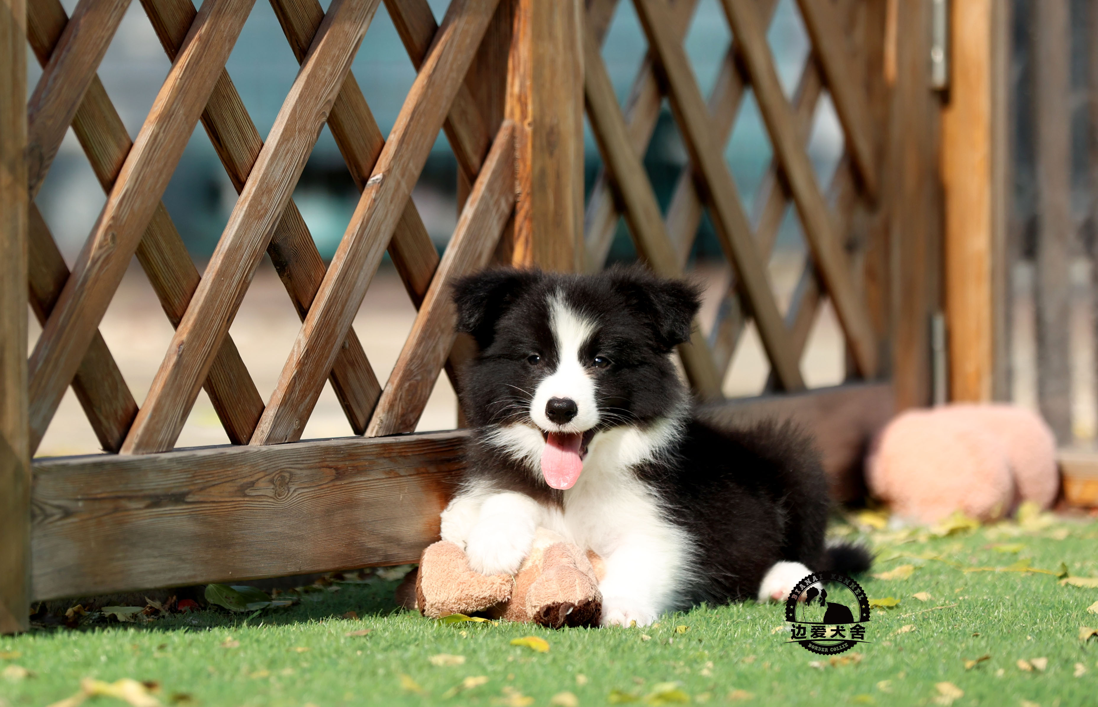 待售二號小公狗